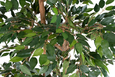 Bonsai artificial H180cm Ficus microcarpa cu 2880 frunze. Coroana W110cm
