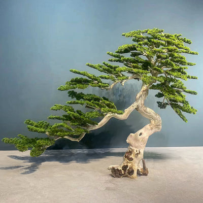 Bonsai artificial H180cm Pin cu trunchi natural din lemn. coroana L230xW60cm