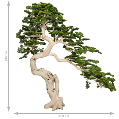 Bonsai artificial H230cm Pin cu trunchi natural din lemn. coroana L250xW65cm