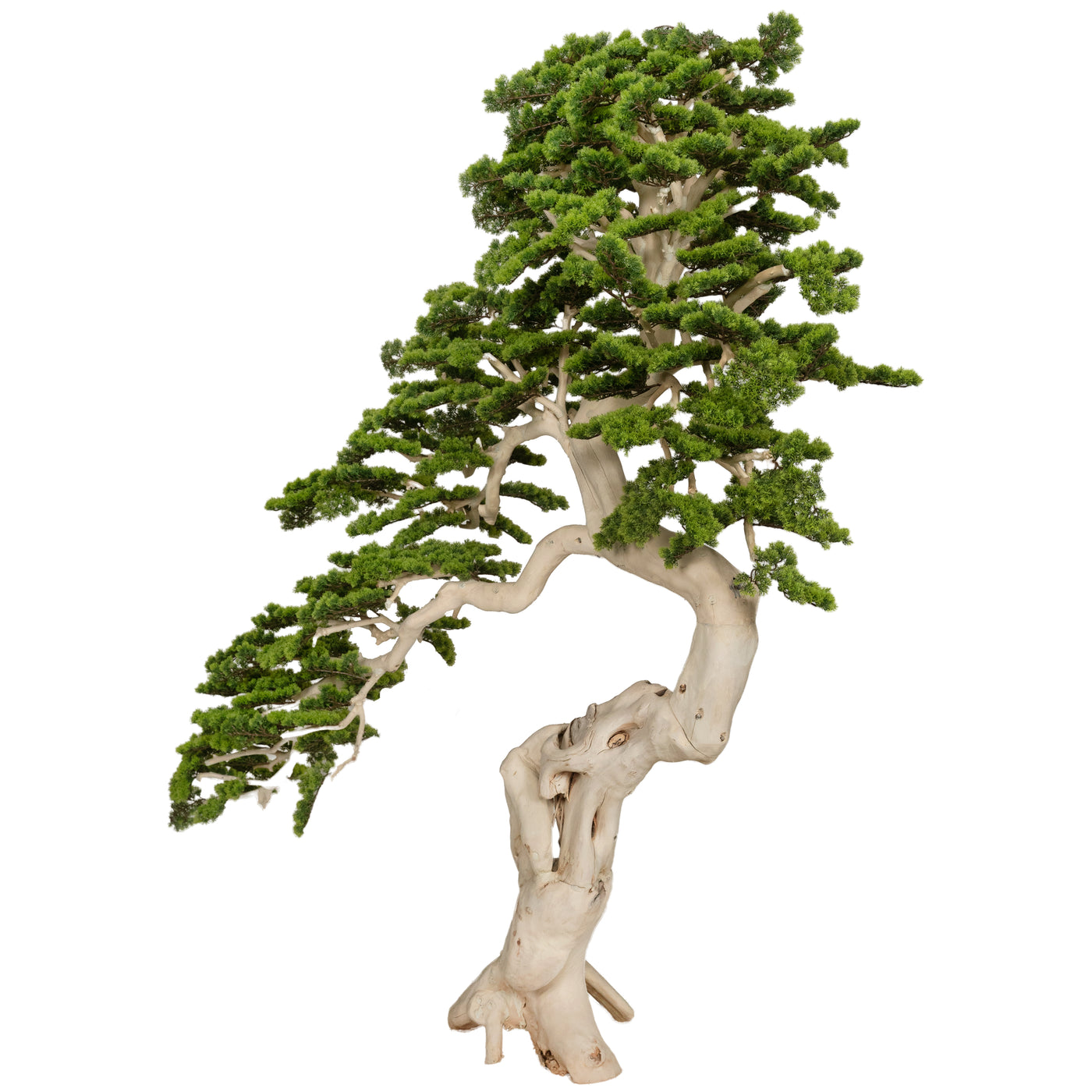 Bonsai artificial H230cm Pin cu trunchi natural din lemn. coroana L250xW65cm