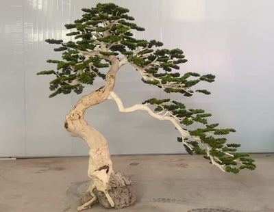 Bonsai artificial H250cm Pin cu trunchi natural din lemn cu frunze verzi