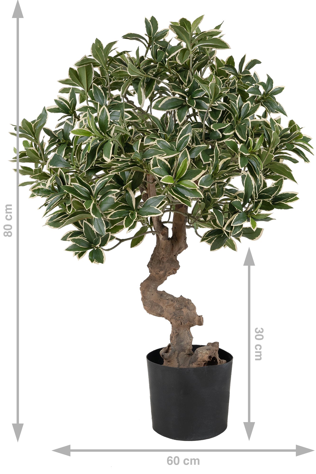 Bonsai artificial H60cm Euonymus japonez umbrella