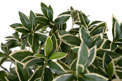 Bonsai artificial H60cm Euonymus japonez umbrella