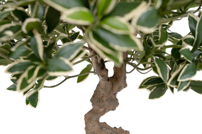 Bonsai artificial H60cm Euonymus japonez umbrella