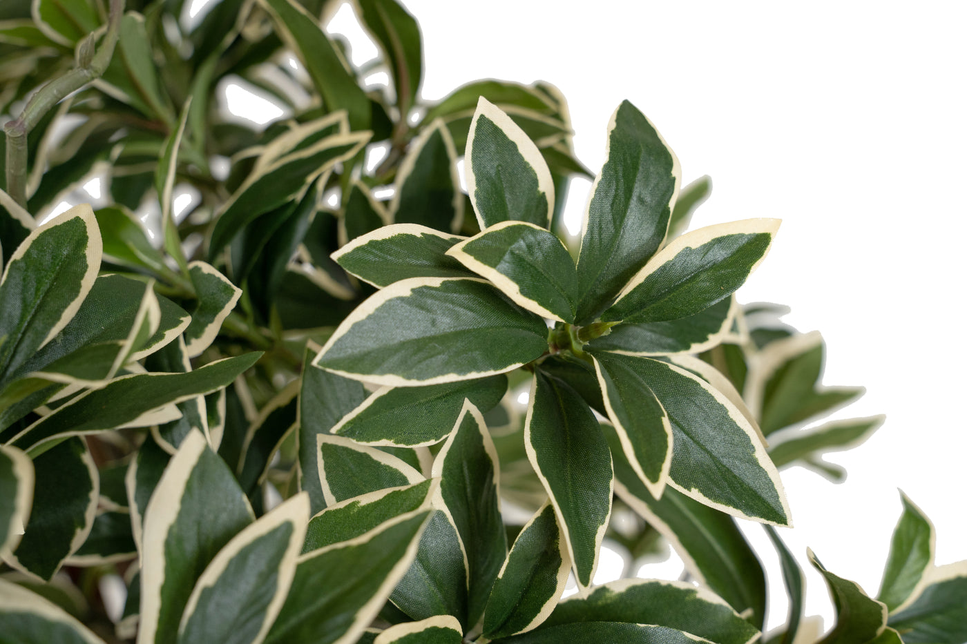 Bonsai artificial H60cm Euonymus japonez umbrella