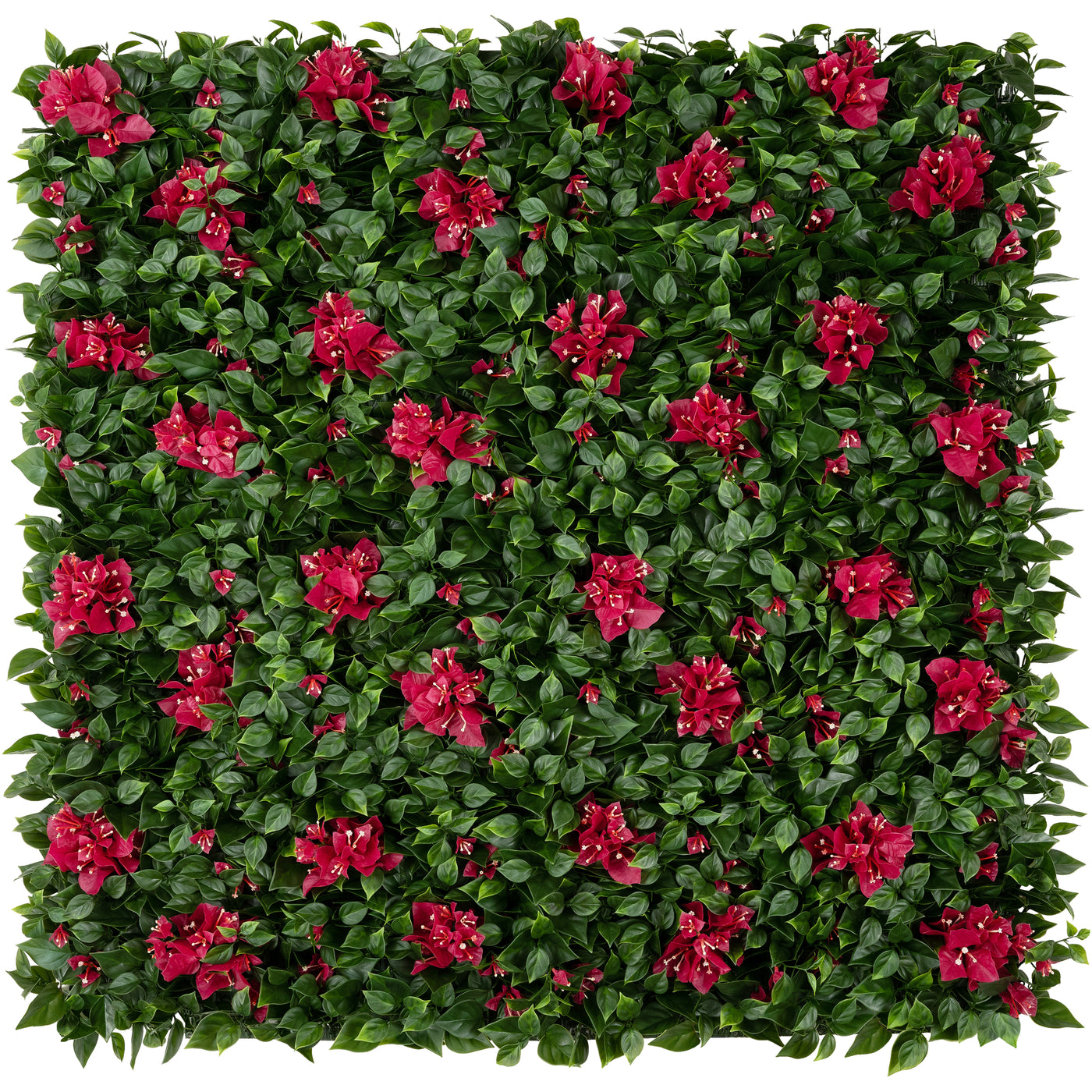 Bougainvillea 25x25x7 cm cu protectie UV