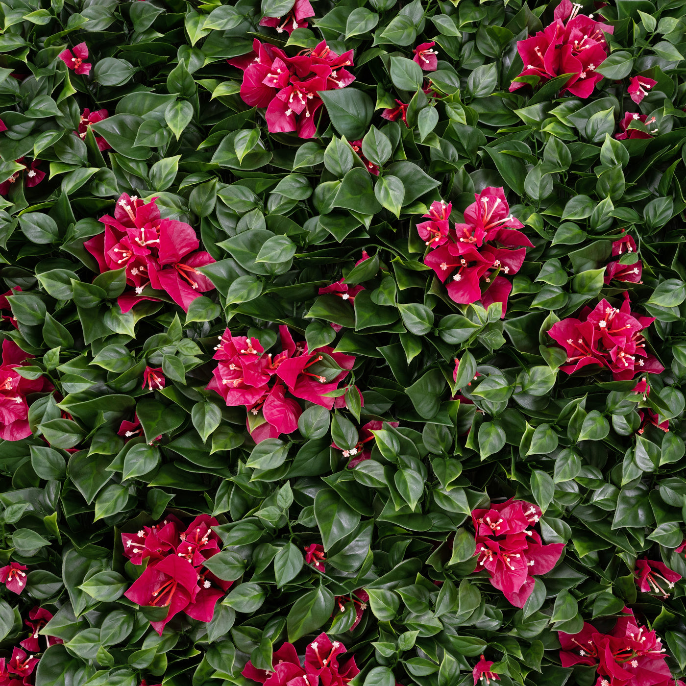 Bougainvillea 25x25x7 cm cu protectie UV