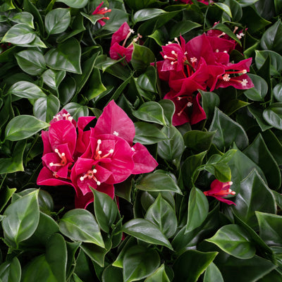 Bougainvillea 25x25x7 cm cu protectie UV