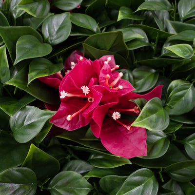 Bougainvillea 25x25x7 cm cu protectie UV