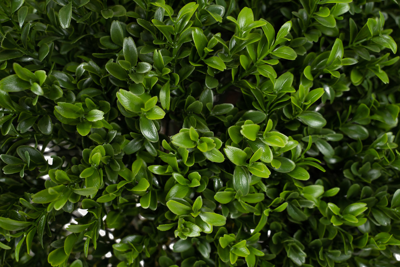 Buxus artificial H165cm cu 2 coroane