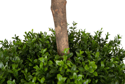 Buxus artificial H165cm cu 2 coroane