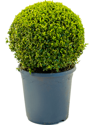 Buxus sempervirens 55 cm