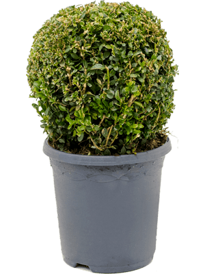 Buxus sempervirens D25xH35 cm