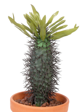 Planta artificiala Cactus Madagascar D22 cm