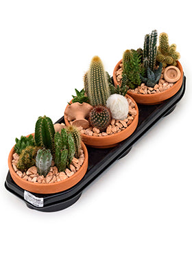 Cactus mixt 15 cm