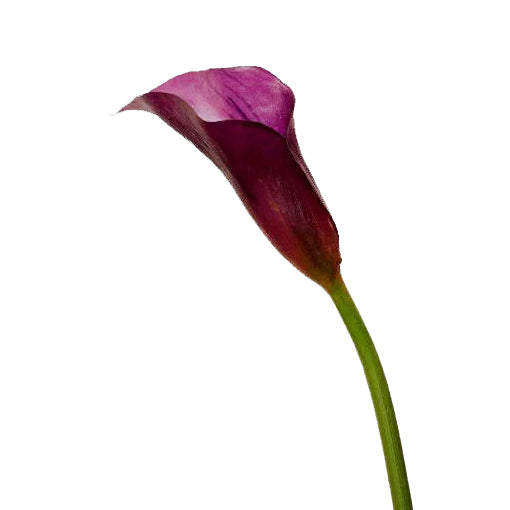 Calla artificiala mov-purpuriu D5x7xH60 cm HO