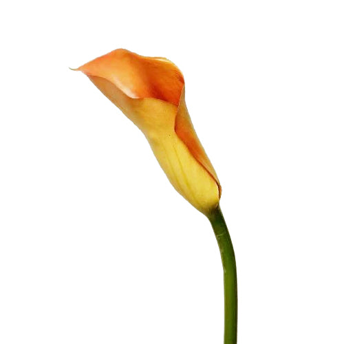 Calla artificiala portocalie D6x8xH60 cm HO