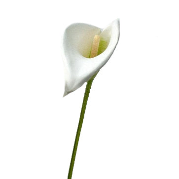 Calla artificiala alba D6xH65 cm HO