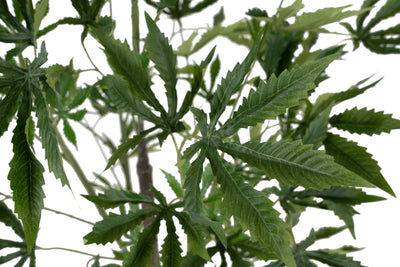 Cannabis artificial H120 cm cu 135 frunze