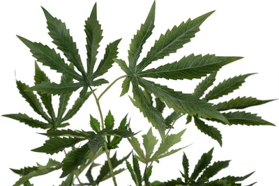 Cannabis artificial H120 cm