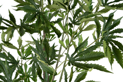 Cannabis artificial H150 cm cu 160 frunze
