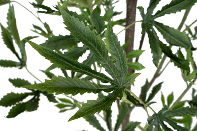 Cannabis artificial H150 cm cu 160 frunze