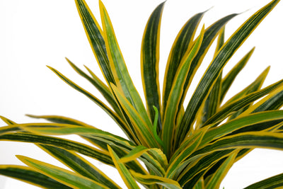 Chlorophytum artificial L D46xH46 cm cu 60 frunze GY