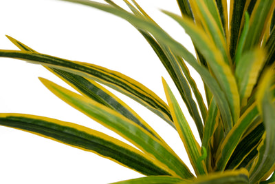 Chlorophytum artificial L D46xH46 cm cu 60 frunze GY
