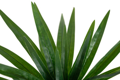 Chlorophytum artificial S D45xH35 cm cu 48 frunze GD