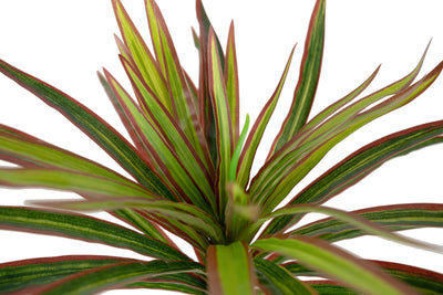 Chlorophytum artificial S D45xH35 cm cu 48 frunze GR