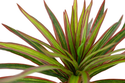 Chlorophytum artificial S D45xH35 cm cu 48 frunze GR