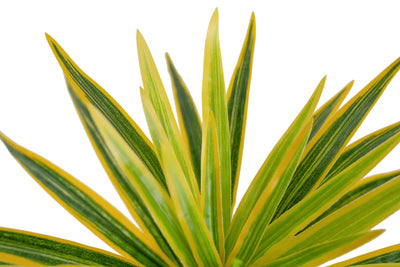 Chlorophytum artificial S D45xH35 cm cu 48 frunze GY