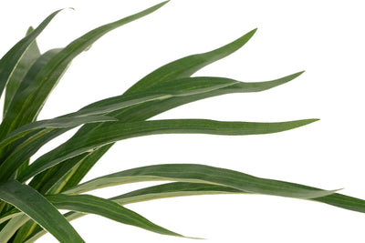 Chlorophytum artificial XS D35xH30cm cu 30 frunze GD