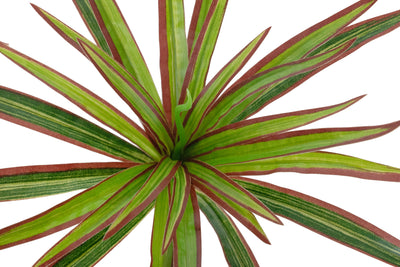 Chlorophytum artificial XS D35xH30cm cu 30 frunze GR