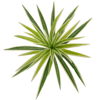 Chlorophytum artificial XS D35xH30cm cu 30 frunze GW