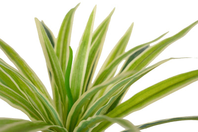 Chlorophytum artificial XS D35xH30cm cu 30 frunze GW