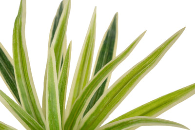Chlorophytum artificial XS D35xH30cm cu 30 frunze GW