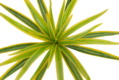 Chlorophytum artificial XS D35xH30cm cu 30 frunze GY
