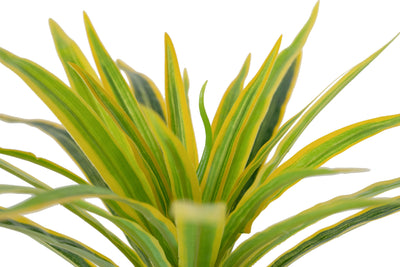 Chlorophytum artificial XS D35xH30cm cu 30 frunze GY