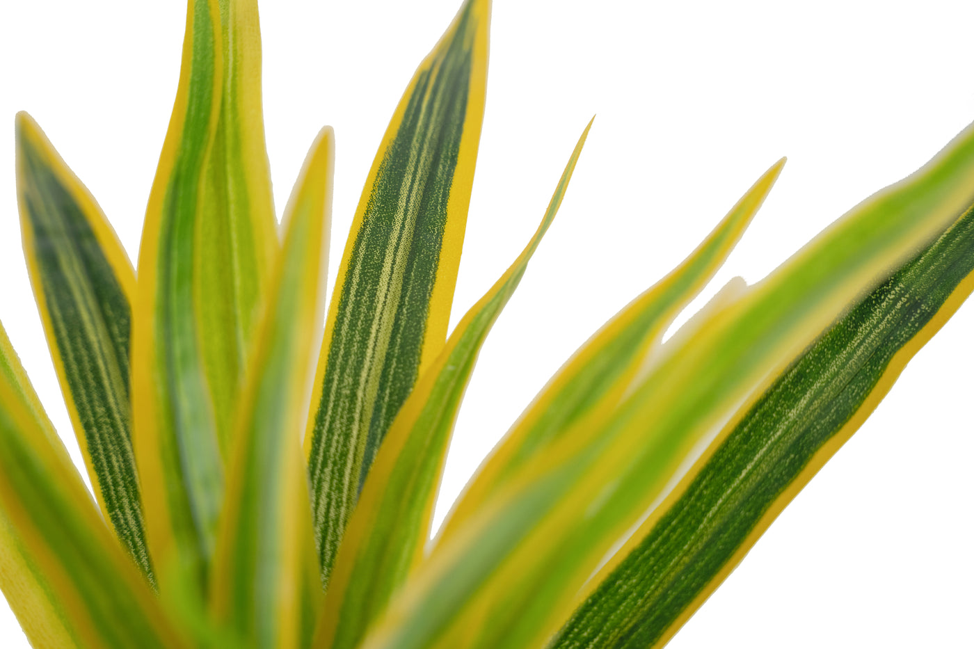 Chlorophytum artificial XS D35xH30cm cu 30 frunze GY