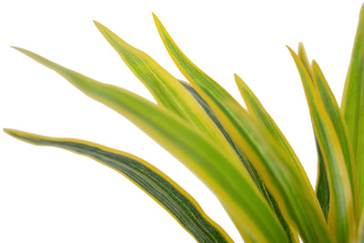 Chlorophytum artificial XS D35xH30cm cu 30 frunze GY