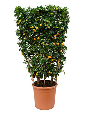Citrus (citrofortunella) calamondin 160 cm