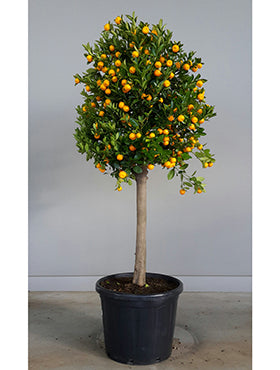 Citrus (citrofortunella) calamondin 190 cm
