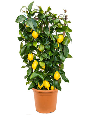 Citrus lemon W50xH90 cm