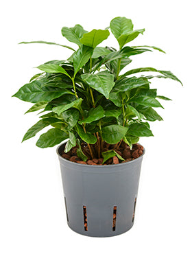 Coffea arabica D15xH30 cm