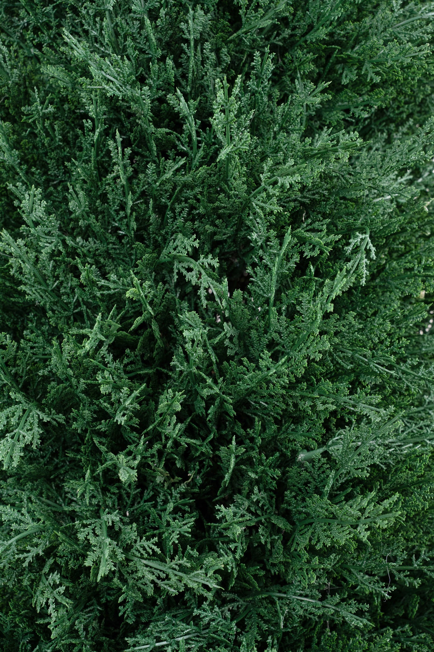 Conifer artificial Cypress D45xH155 cm cu 4680 frunze cu UV