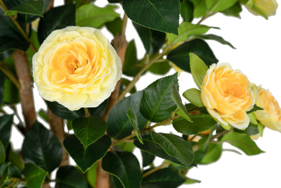 Copac artificial Camelia Japonica H150 cm cu 406 frunze si 56 flori crem