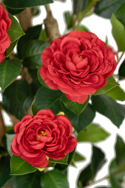 Copac artificial Camelia Japonica H150 cm cu 406 frunze si 56 flori rosii