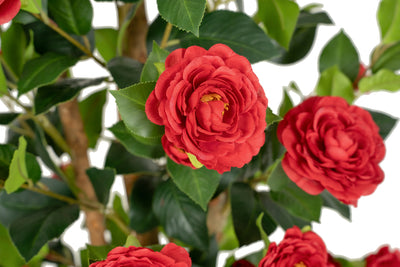 Copac artificial Camelia Japonica H150 cm cu 406 frunze si 56 flori rosii