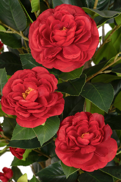 Copac artificial Camelia Japonica H150 cm cu 450 frunze si 45 flori rosii